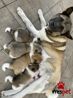 Ράτσα: Ακίτα Γιαπωνέζικος - Akita inu | Ηλικία: 3 μηνών | Φύλο: Αρσενικό | Αρ. Microchip: 975678082345678 | Ιδιώτης | Εκπαιδευμένο | Pedigree | Περιοχή: Αθήνα, Αττική